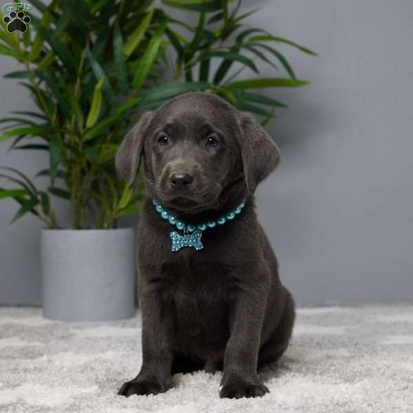 Jace, Charcoal Labrador Retriever Puppy